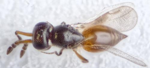 Réf. 281 351 : Aphanogmus sp.
